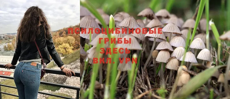 Галлюциногенные грибы Magic Shrooms  магазин    Щёкино 